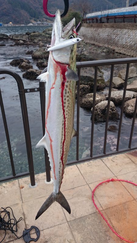 サゴシだけじゃなく太刀魚まで...