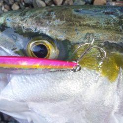 河口で、青物！