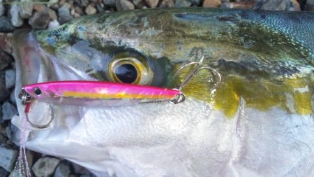 河口で、青物！