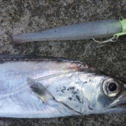 タチウオ釣り