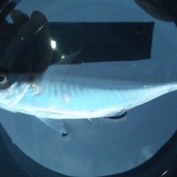 サビキ釣り！！