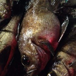 ぼちぼちかな？(笑)