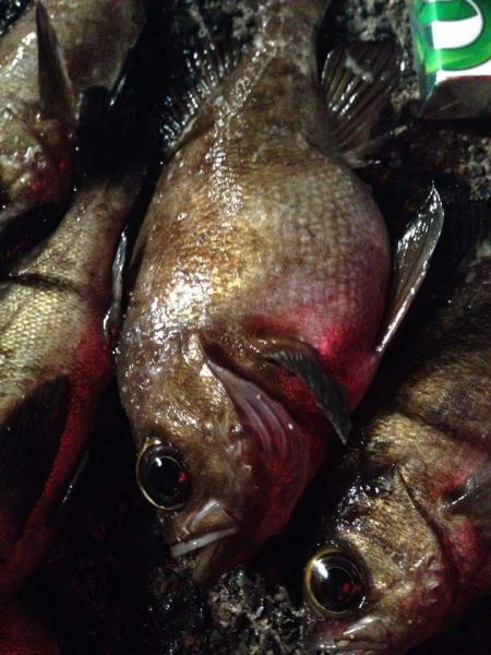 ぼちぼちかな？(笑)