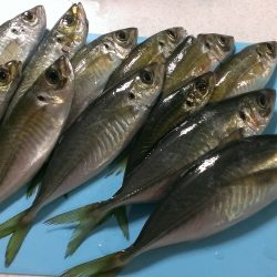 アジング／其の二