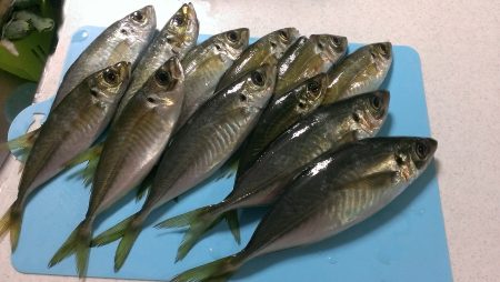 アジング／其の二