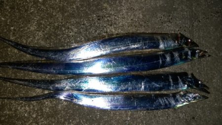 深夜のタチウオ