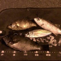 夕方のみの釣果