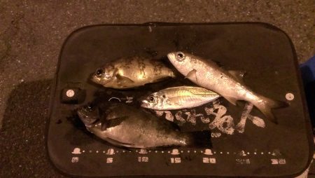 夕方のみの釣果