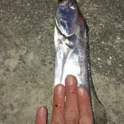 タチウオカッター恐るべし