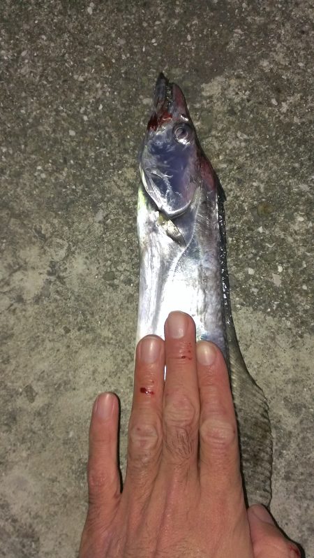 タチウオカッター恐るべし