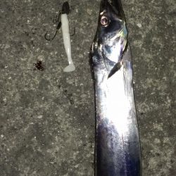 １日１本、エコな釣り？