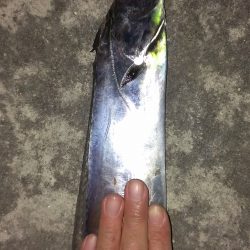 サゴシがタチウオに化けた？