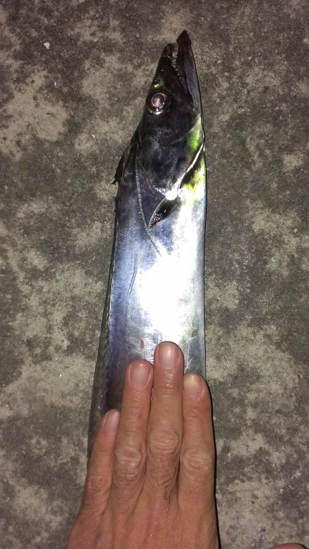 サゴシがタチウオに化けた？