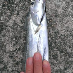 サイズダウン…