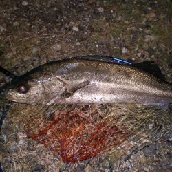 大漁！！記念日釣行