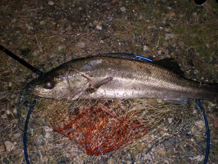 大漁！！記念日釣行