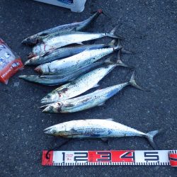 矢原：サゴシ祭り続報！！！