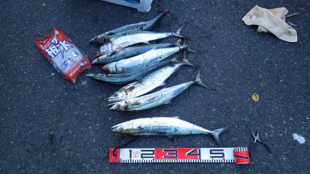 矢原：サゴシ祭り続報！！！