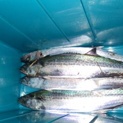 矢原：サゴシまだまだ釣れています。