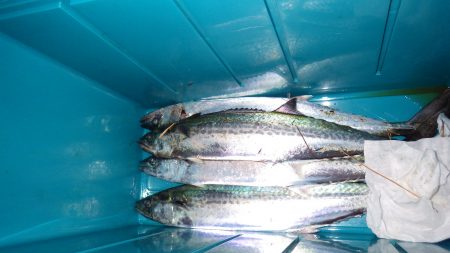 矢原：サゴシまだまだ釣れています。