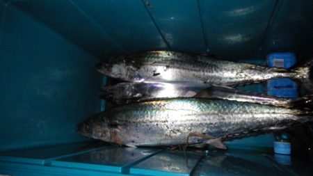 矢原：サゴシ情報