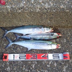 矢原～獅子：サゴシ情報