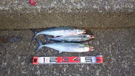 矢原～獅子：サゴシ情報