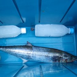 矢原・獅子サゴシ終盤戦？