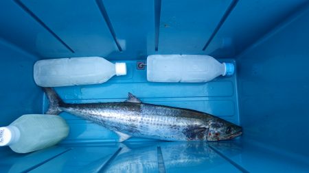 矢原・獅子サゴシ終盤戦？