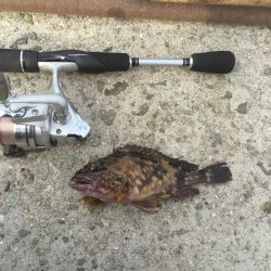 今年はこれで釣り納め？