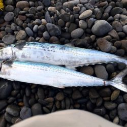 メジロ・カンパチ釣りたくて