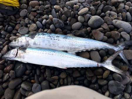 メジロ・カンパチ釣りたくて