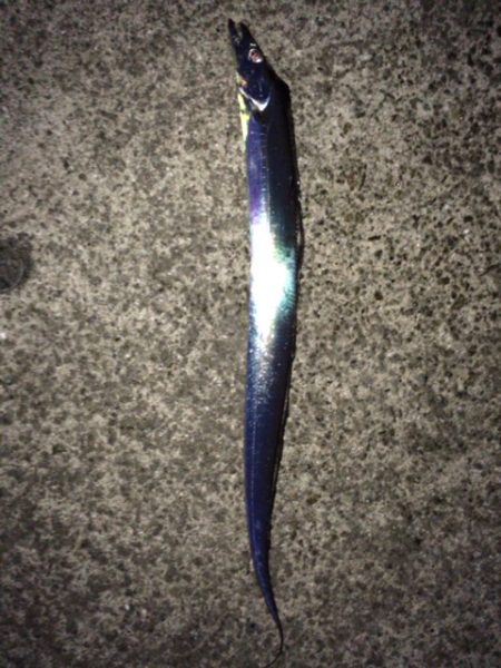 サーディンボール