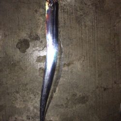 久々のエラ洗い