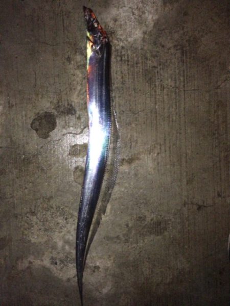 久々のエラ洗い