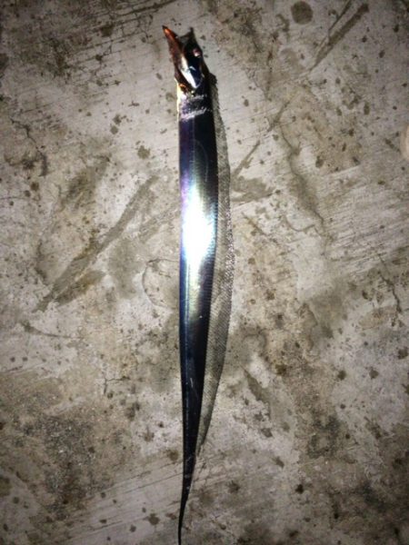 アジングでアジが釣りたい・・・