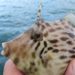 お魚さん、釣れるかな？？