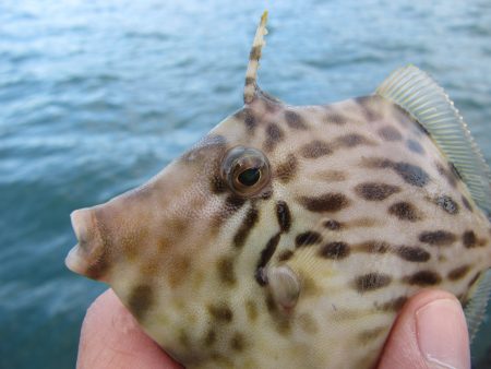 お魚さん、釣れるかな？？