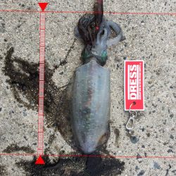 エギングとアジング