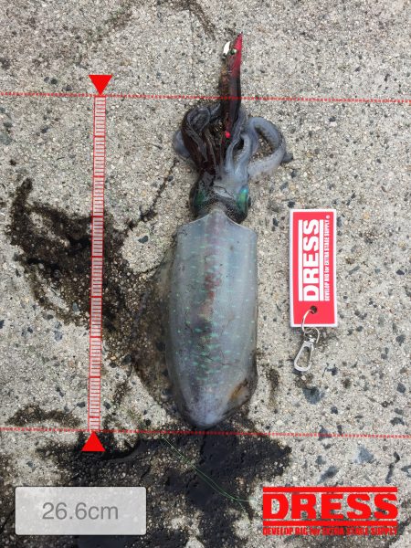 エギングとアジング