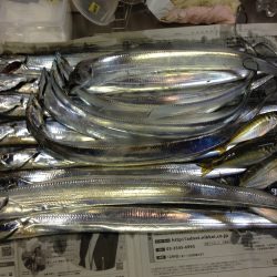 イワシの切り身で釣れました
