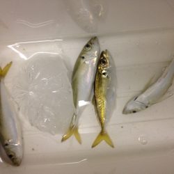 タチウオの切り身で釣れるのかやってみた