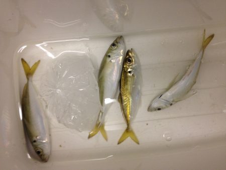 タチウオの切り身で釣れるのかやってみた