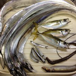 無事釣れたが。。。