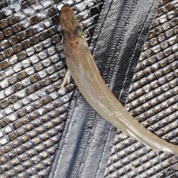 須磨で今秋初カレイ狙い！