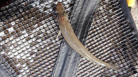 須磨で今秋初カレイ狙い！