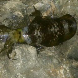 ラスト釣行かな！