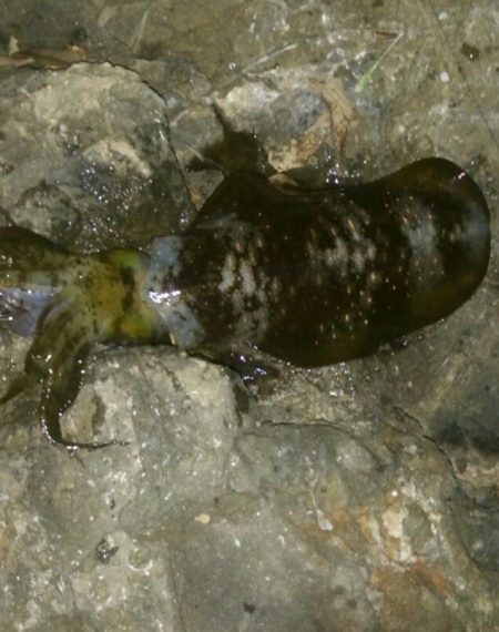 ラスト釣行かな！