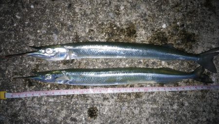 渋いがジャンボサヨリ