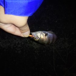 めばりんぐ＆あじんぐ